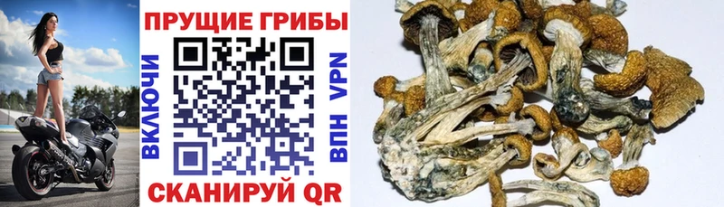 купить наркотики сайты  Нефтекамск  Галлюциногенные грибы Psilocybine cubensis 